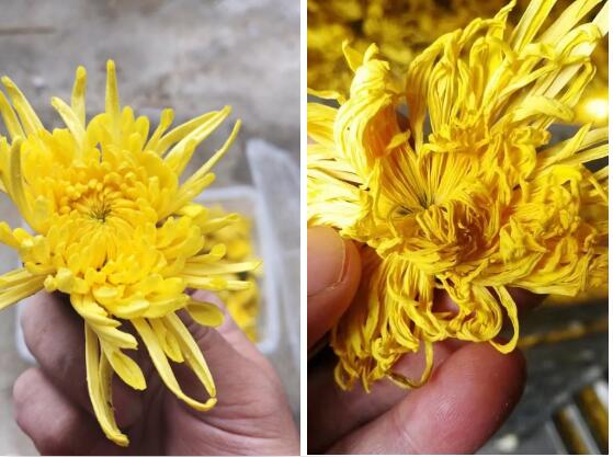 廣東瑞星烘干熱泵，頂級(jí)金絲皇菊的締造者