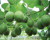 【烘干篇】你知道羅漢果華麗“變身”的秘笈嗎？
