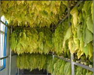 瑞星高科助力煙草烘干業(yè)完成“工業(yè)革命”！