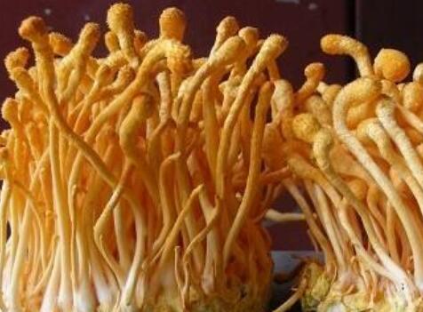 蟲草花熱泵烘干工藝，蟲草花烘干解決方案