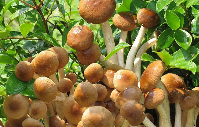 茶樹菇